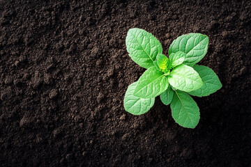 Vibrant Green Seedling Emerges from Dark Fertile Soil, A Symbol of Hope and New Life.