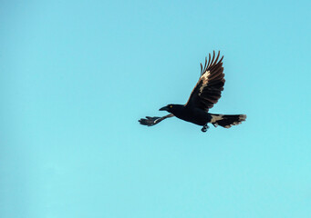 Australian Pied Currawong (Strepera graculina)