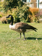 goose on the beach