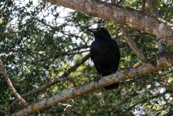 Australian raven (Corvus coronoides)