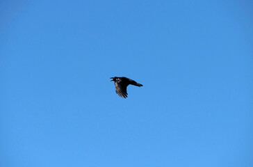 Australian raven (Corvus coronoides)