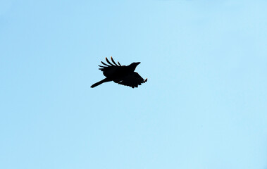 Australian raven (Corvus coronoides)