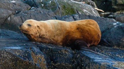 sea lion on rock