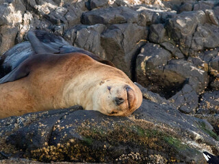 galapagos sea lion