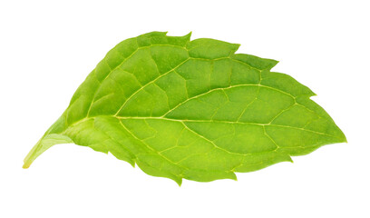 One mint leaf isolated on white background © ChaoticDesignStudio