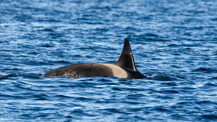 Fototapeta premium Orca in the sea