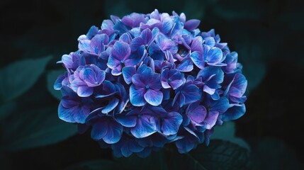 Close Up Detailed View Of A Lush Purple And Blue Flower Bloom In A Dark Background