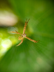 Stunning Macro Shot of Spider with Detailed Eyes and Web – High-Resolution Nature Close-Up