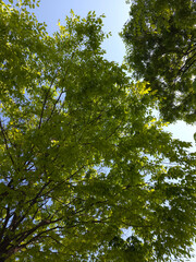 Fresh Green Leaves Against Blue Sky
