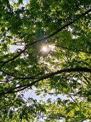Sunlight Shining Through Green Foliage