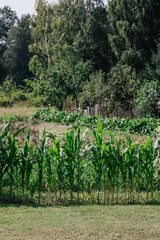 Obraz premium Green corn plants growing on farmland field in summer season, natural agriculture background with rural landscape and garden crops in countryside
