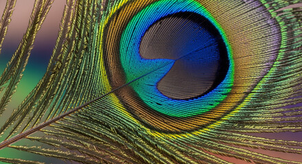 Obraz premium Close up of a vibrant peacock feather with intricate details and colors