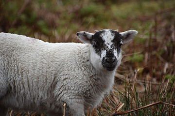 Young Scottish Blackface Lamb in a Field