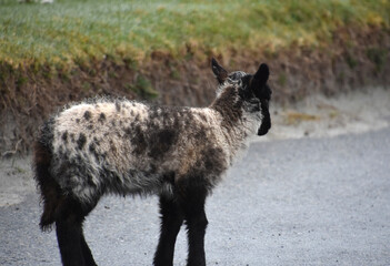 Spotted White and Black Lambs on a Croft