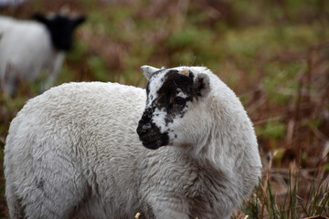 Little Blackface Lamb on a Croft in Scotland © dejavudesigns