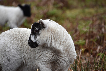 Very Sweet Scottish Blackface Lamb in a Field © dejavudesigns