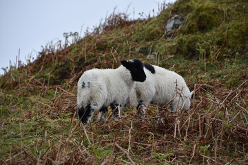Pair of Wooly Blackface Lambs Grazing in a Field © dejavudesigns