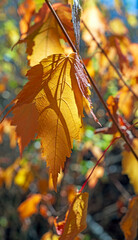 Delicate Close up of an Autumn Leaf