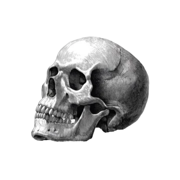 Hand-drawn skull in detailed ink style isolated on transparent background