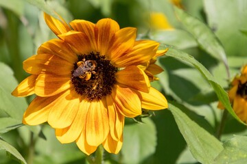 Bee on a Sunflower