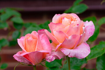 Two pink roses standing close together, shown in close-up with delicate petals and fresh green leaves in a natural outdoor setting.