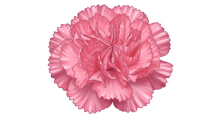 Large Blooming Carnation Flower with Pink Layered Petals, Pink Carnation Bloom, Botanical Close-Up, Garden Flower, Detailed Floral Illustration