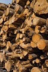 catasta di tronchi tagliati in montagna vaia