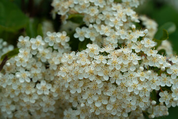 Bright red pyracantha in spring, entirely covered with clusters of small white blossoms, surrounded by fresh green leaves in a natural setting.