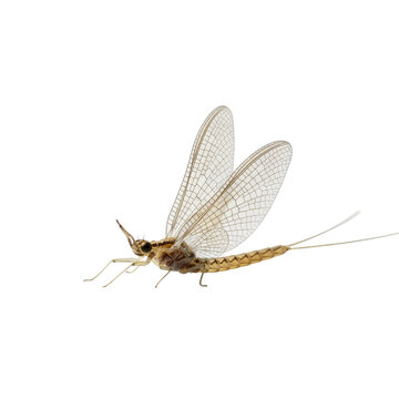 Delicate mayfly insect with large wings isolated on transparent background