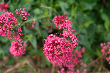 Red Centranthus with a bumblebee sitting on it, covered with many tiny cap-shaped flowers against a green background.