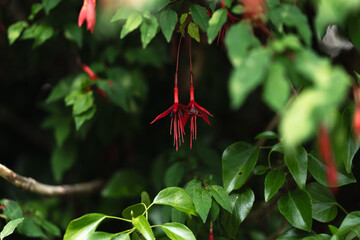 Magellan fuchsia with bright red flowers hanging down among green leaves, creating a vibrant natural display.