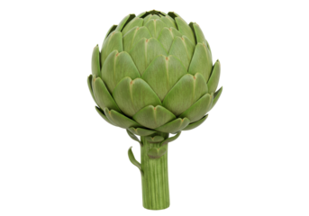 Isolated Green Artichoke Whole on White Background