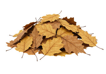 Isolated Pile of Autumn Oak Leaves
