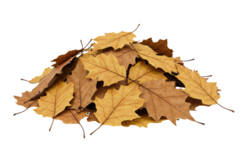 Isolated Pile of Autumn Oak Leaves