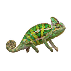 Veiled chameleon with green and yellow pattern isolated on transparent background