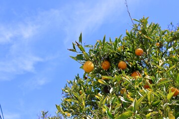 oranges on tree