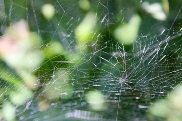 spider web with dew drops