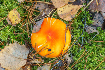 Fly agaric in the forest close-up. A poisonous and dangerous mushroom grows in the forest.