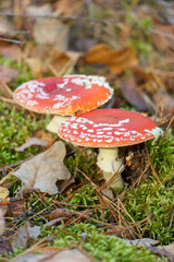 Fly agaric in the forest close-up. A poisonous and dangerous mushroom grows in the forest.