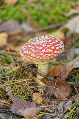 Fly agaric in the forest close-up. A poisonous and dangerous mushroom grows in the forest.