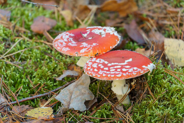 Fly agaric in the forest close-up. A poisonous and dangerous mushroom grows in the forest.