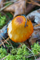 Fly agaric in the forest close-up. A poisonous and dangerous mushroom grows in the forest.