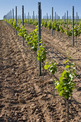 neu gepflanzte Weinreben