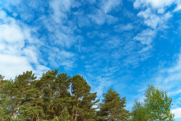Obraz premium Treetops against a blue sky. Natural background.
