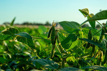 Healthy soybean plants with pods are seen growing in a vibrant, lush field during the late afternoon, bathed in warm sunlight