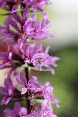 Close up ofLythrum salicaria, commonly known as purple loosestrife, displays vibrant pinkish-purple flowers clustered densely on a vertical spike.