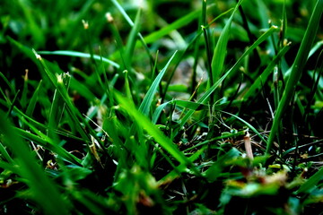 Close-up of green grass blades
Macro photograph of fresh green grass blades with natural texture and shallow depth of field, creating a vibrant nature background.