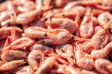 Closeup view of many fresh pink shrimp in sunlight.