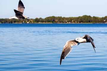 Seagulls in Flight