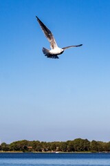 seagull flying over the sea